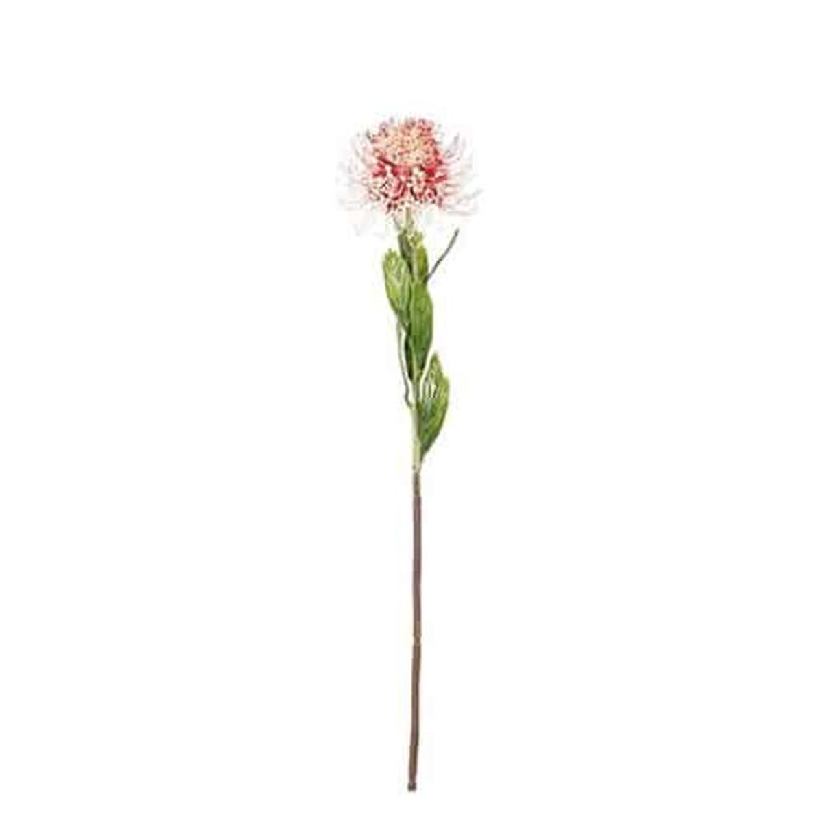 Artificial Protea Red 60cm