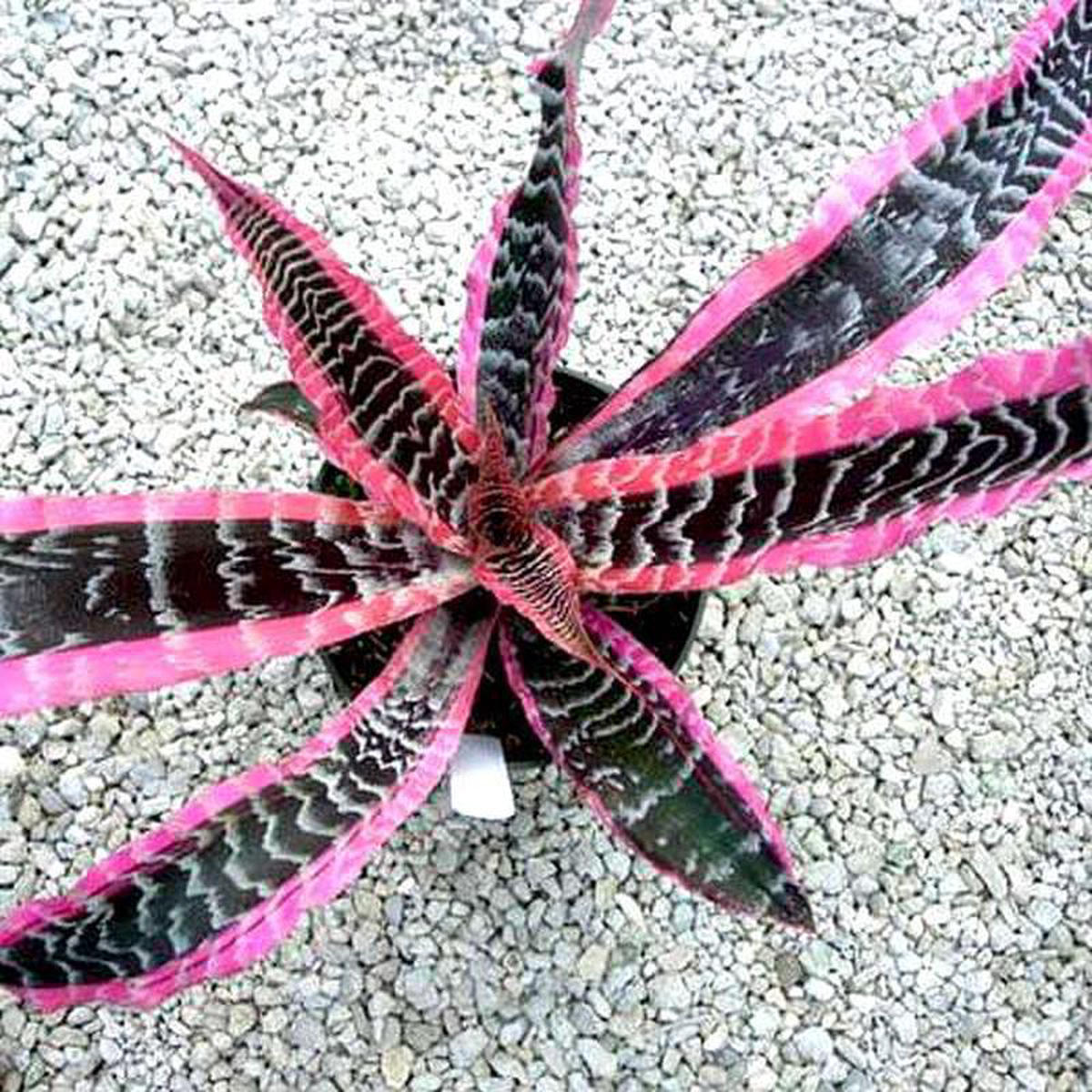 Cryptanthus (Elaine) Earth Star Starfish 8211 Plant
