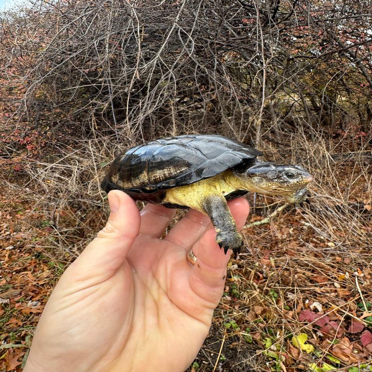 African Dwarf Mud Turtle Adult Female 10 (Pelusios nanus)