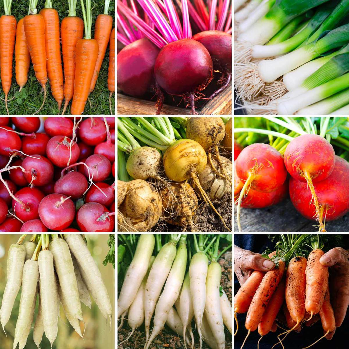 Annie8217s Cool Crop Root Vegetable Garden