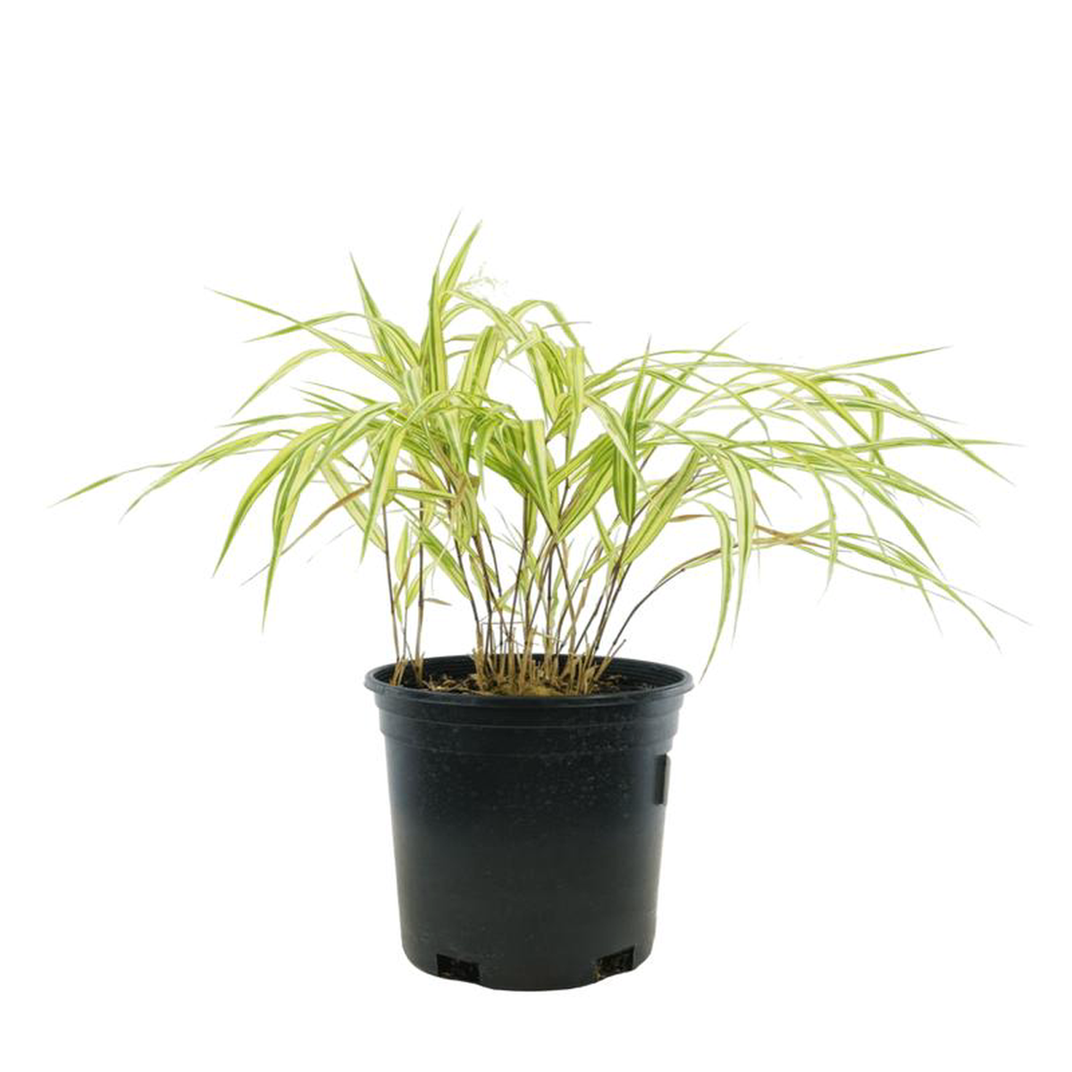 Hakonechloa macra 8216Aureola8217 4 Inch
