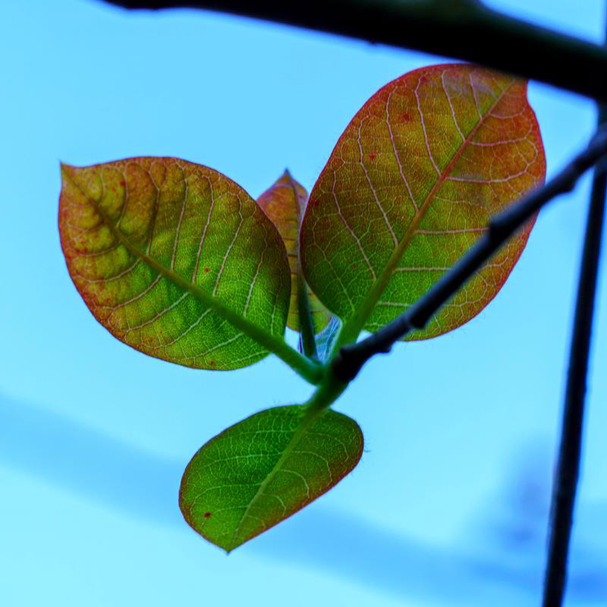Wildfire Black Gum 25 Gallon