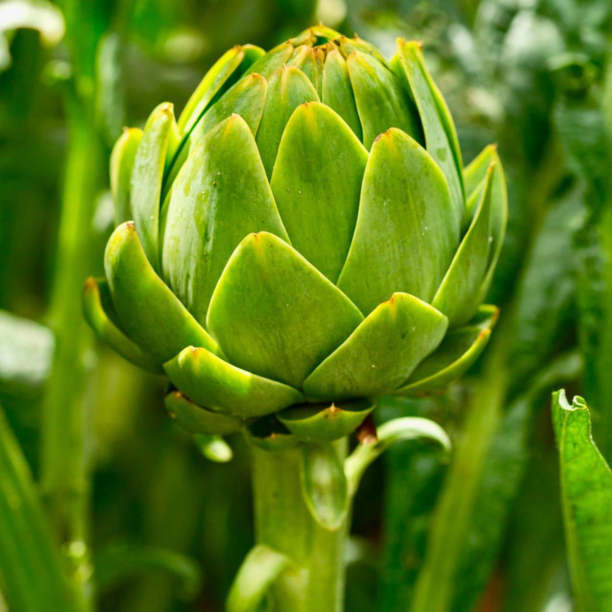 Green Globe Artichoke (Cynara cardunculus var scolymus)