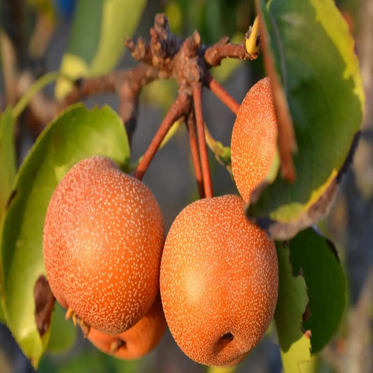 Plant Nashi Benita Scion racine-nue conventionnel