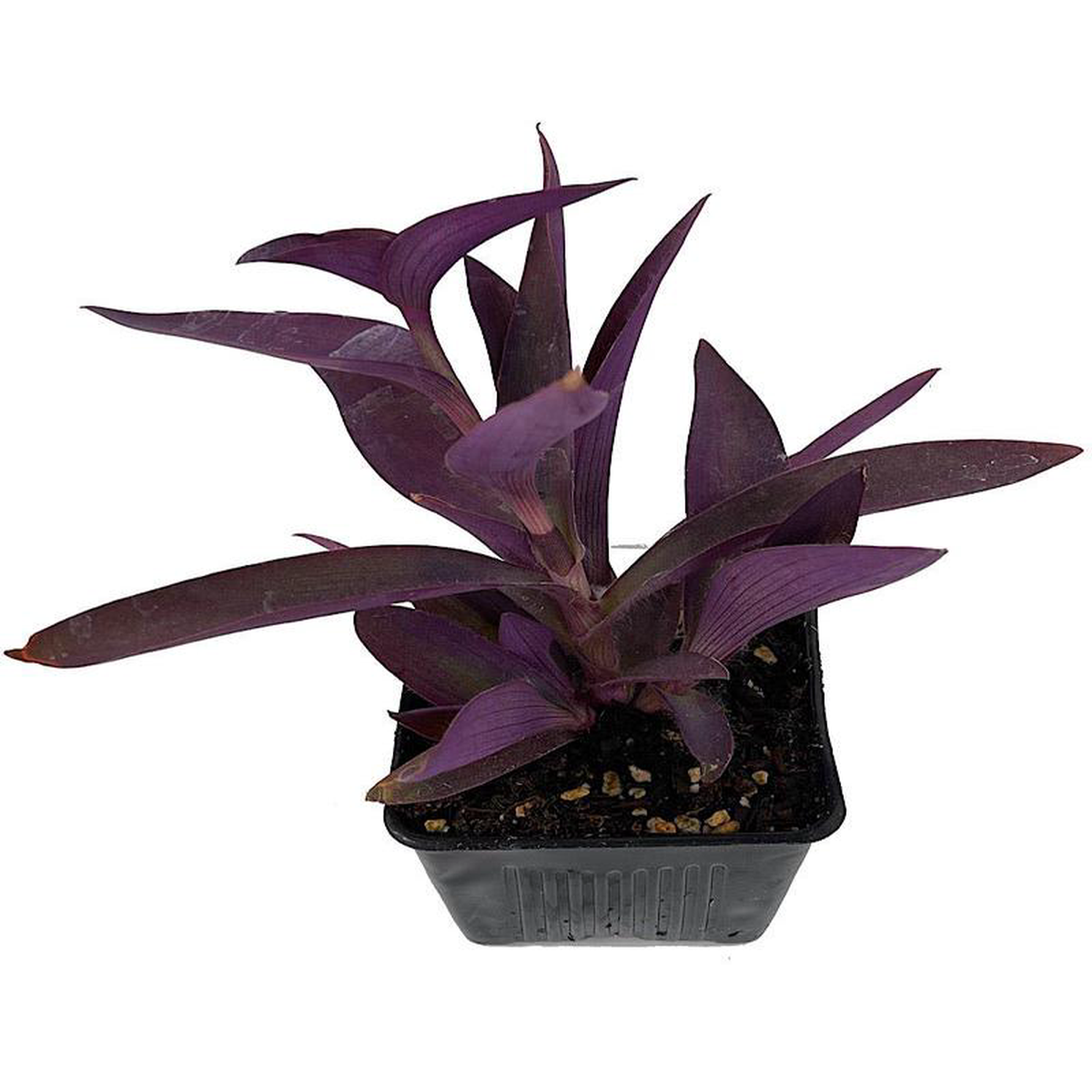 Setcreasea 8216Purple Queen8217 6 Inch