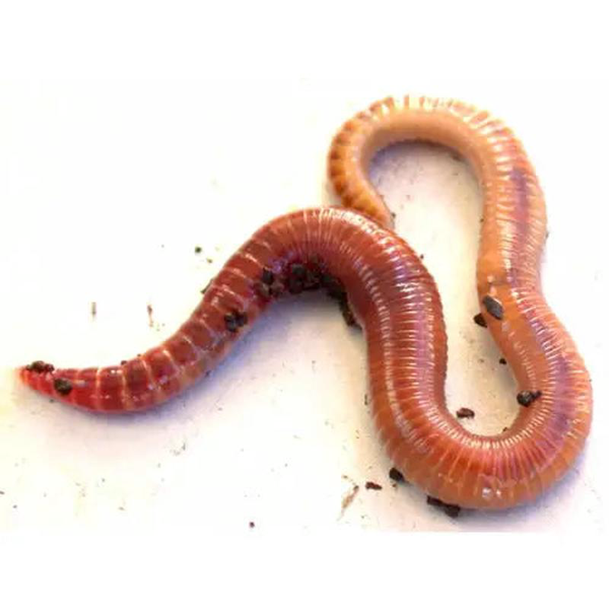 Small Worms 50-100mm
