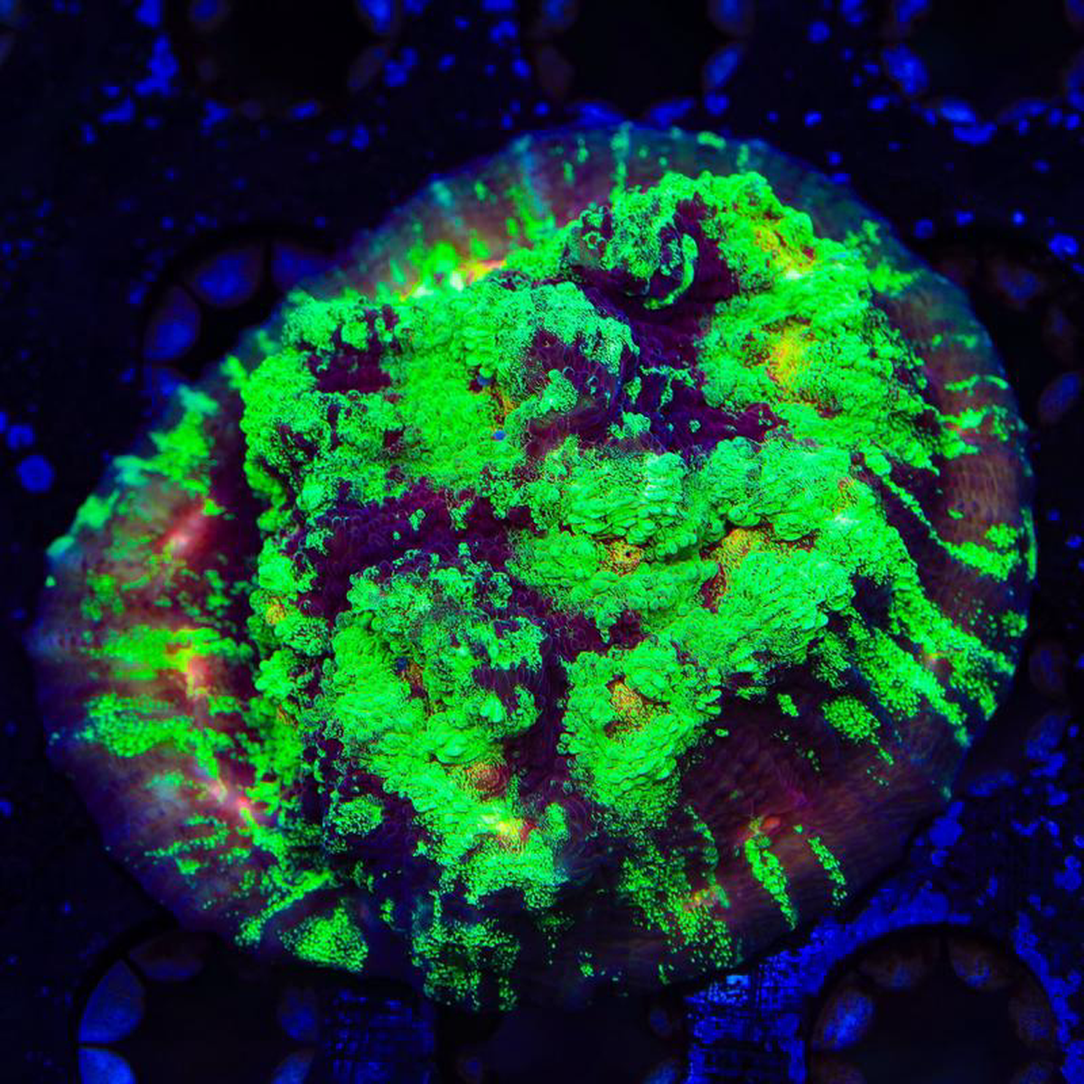 TSA Psychedelic Watermelon Chalice XL Frag Coral