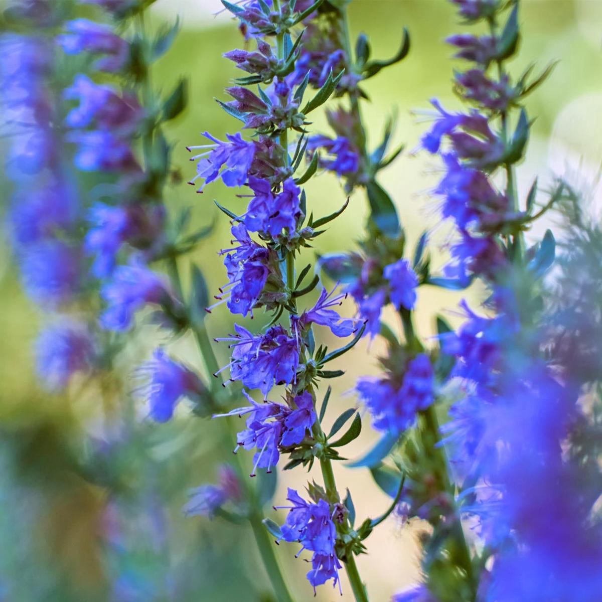 Hyssop (Hyssopus officinalis) Perennial