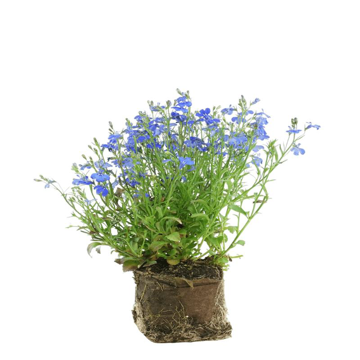 Lobelia 8216Lucia Dark Blue8217 6 Inch