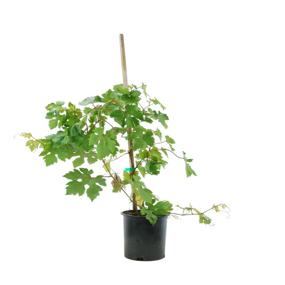 Vitis vinifera 8216Flame Seedless8217 1 Gallon