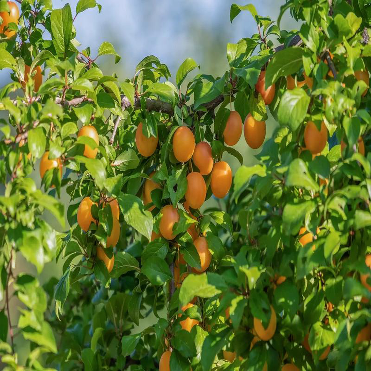 Plant Prunier Reine-Claude Violette Tigette racine-nue conventionnel