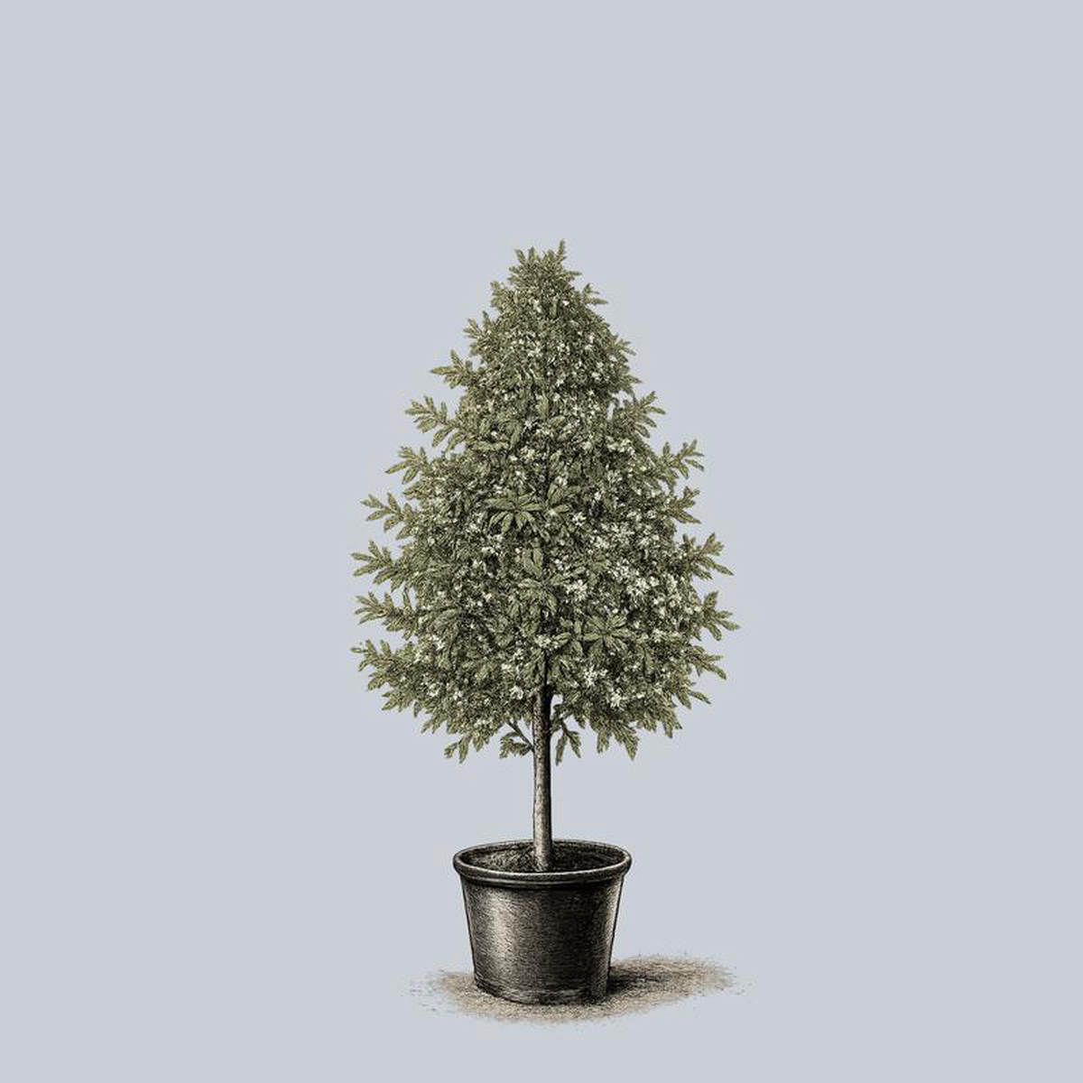 Willow Oak 30 Gallon