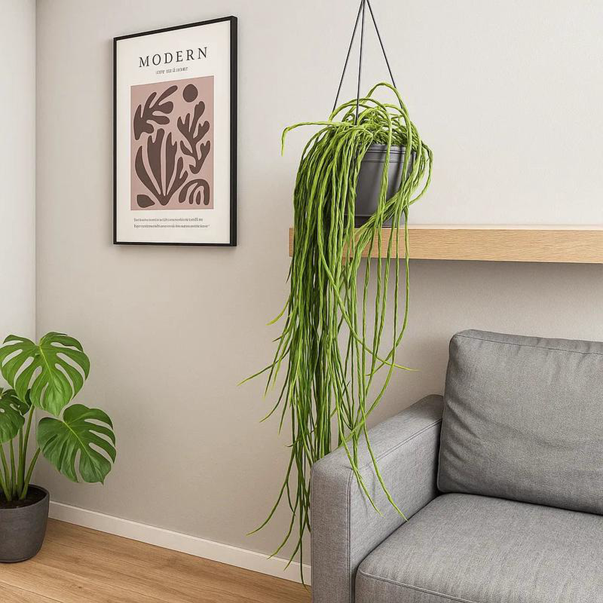 40 8211 50cm Rhipsalis Paradoxa Minor in Hanging Pot 15cm Pot House Plant