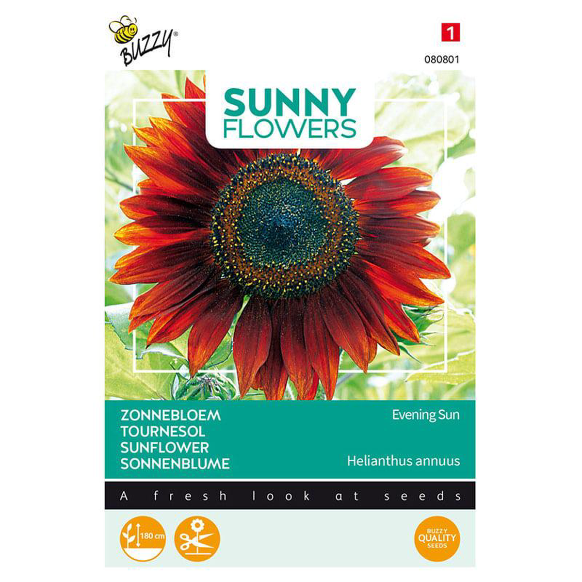 Buzzy Sunny Flowers Sunflower Evening Sun Seeds