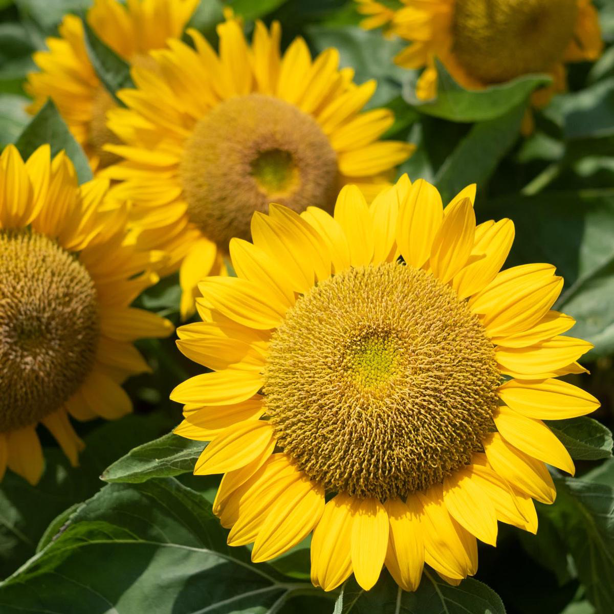 Dwarf Sunspot (Helianthus annuus)