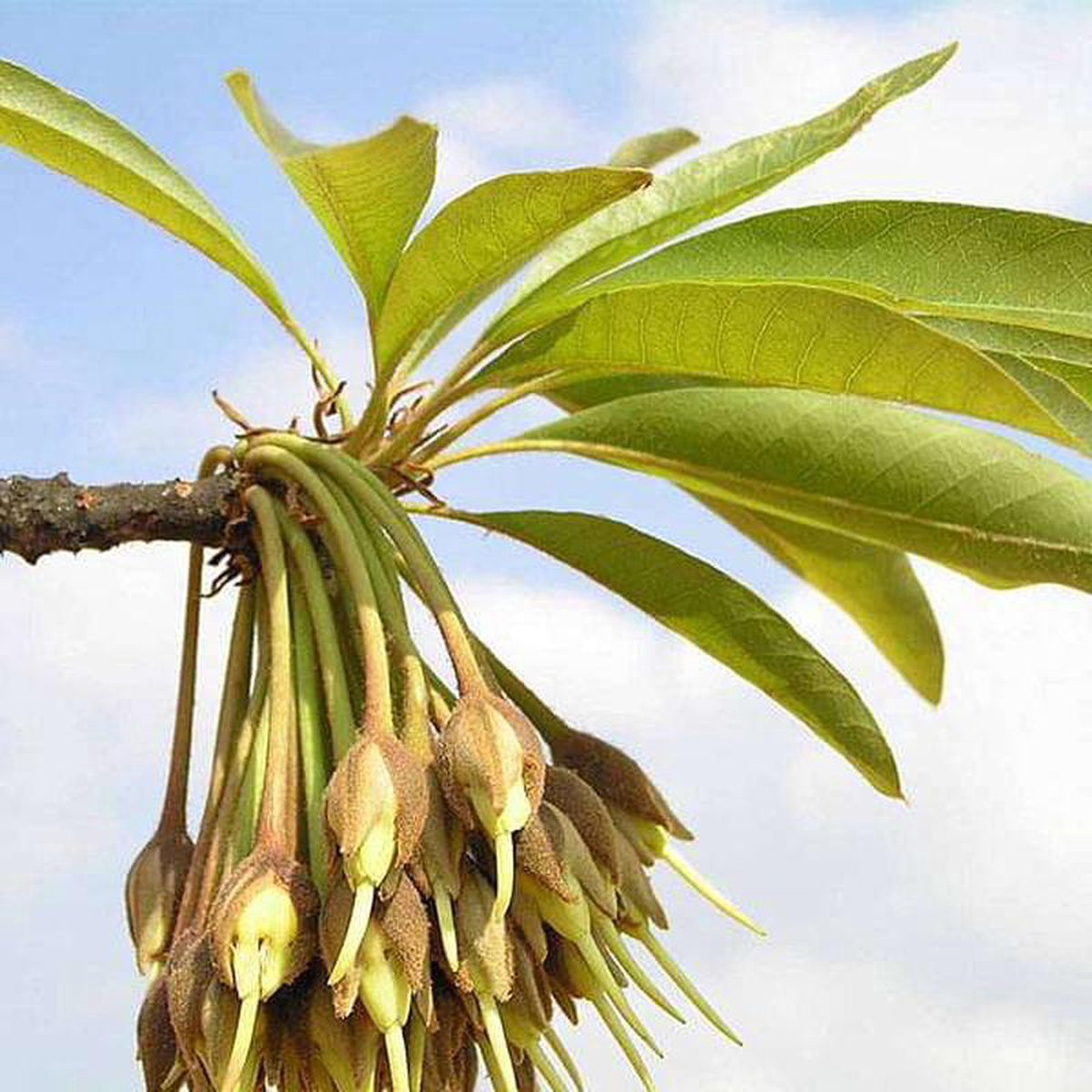 Madhuca longifoli Mahua 8211 05 kg Seeds
