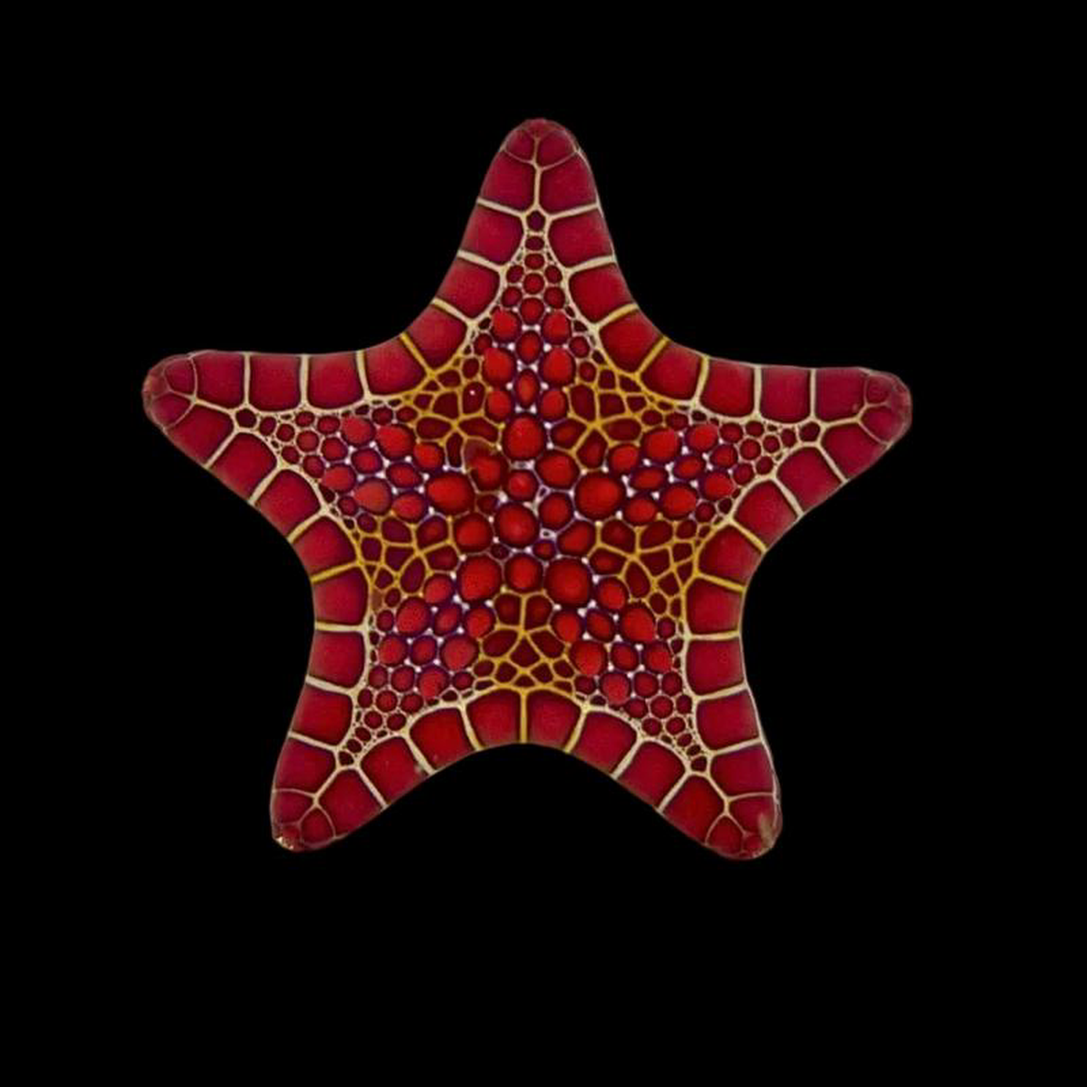 Red Biscuit Starfish