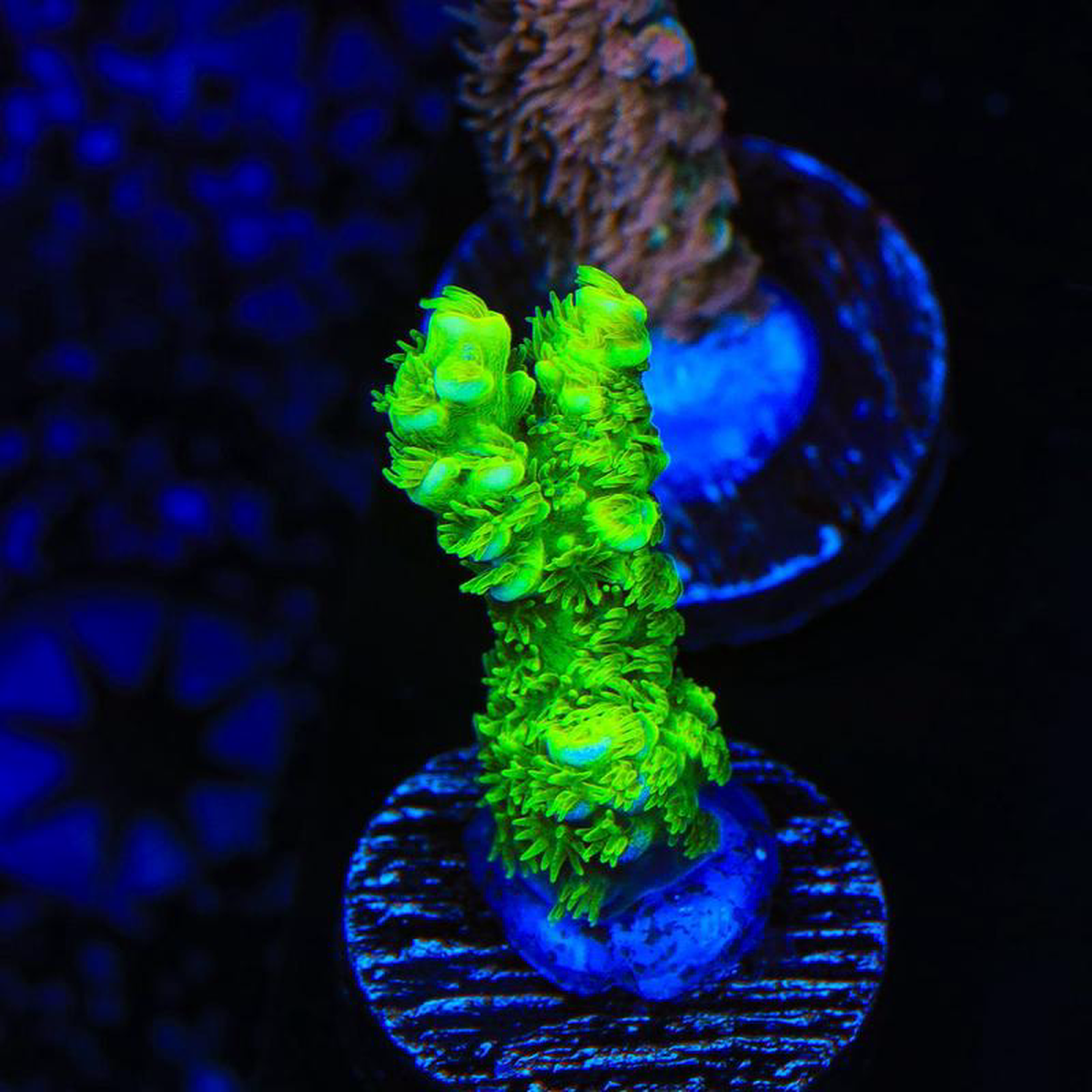 TSA Rainbow Supernova Acropora Coral
