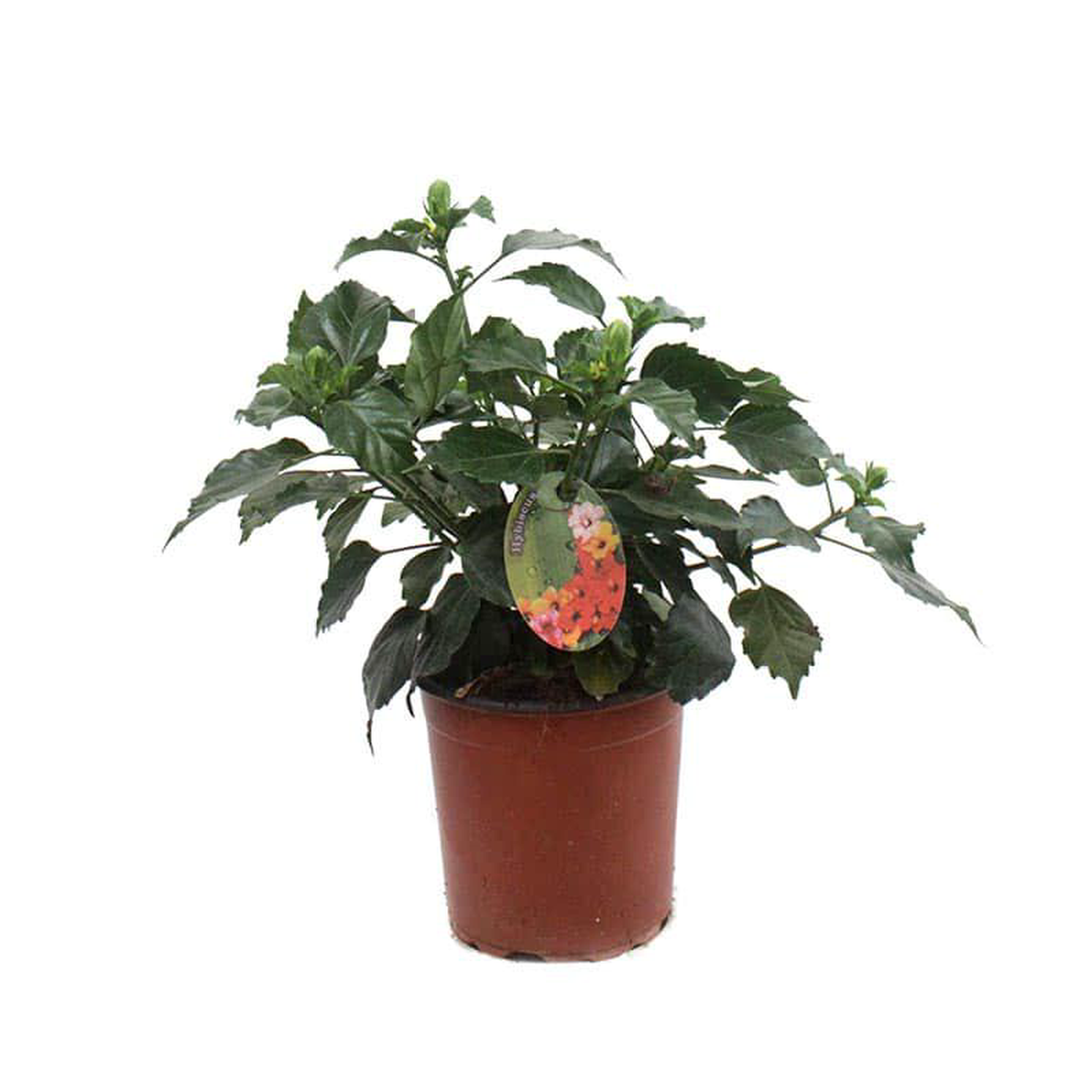 Hibiscus Cespuglio Rosa Sinensis in Pot 17cm