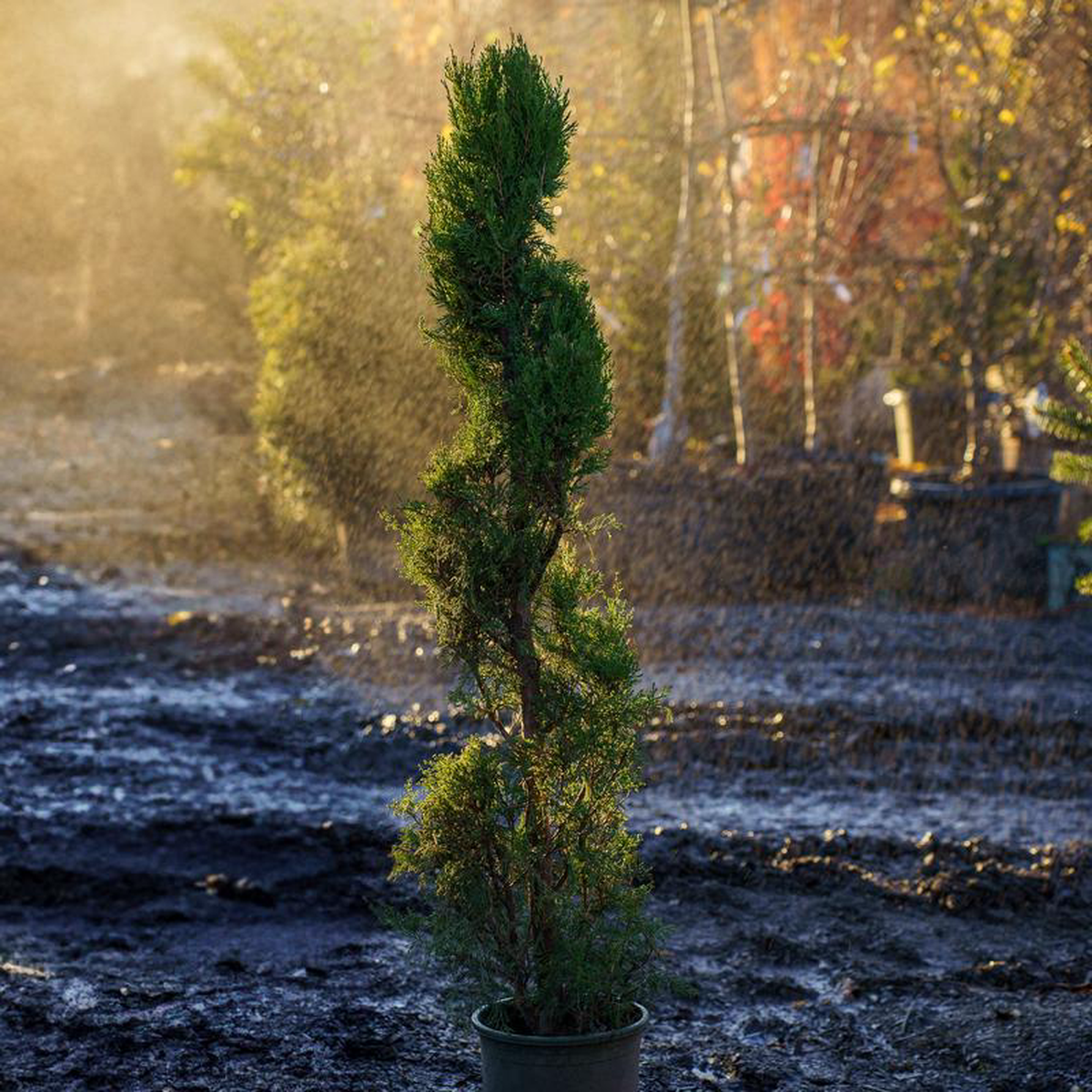 Spartan Chinese Juniper 4 foot B038B