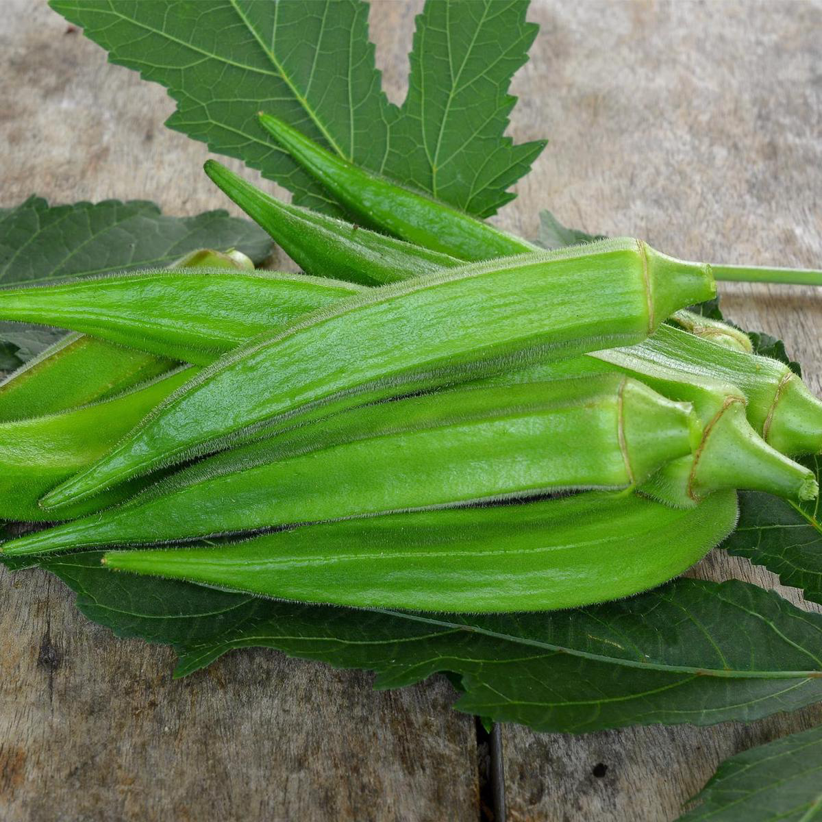 Clemson Spineless Okra (Abelmoschus esculentus)