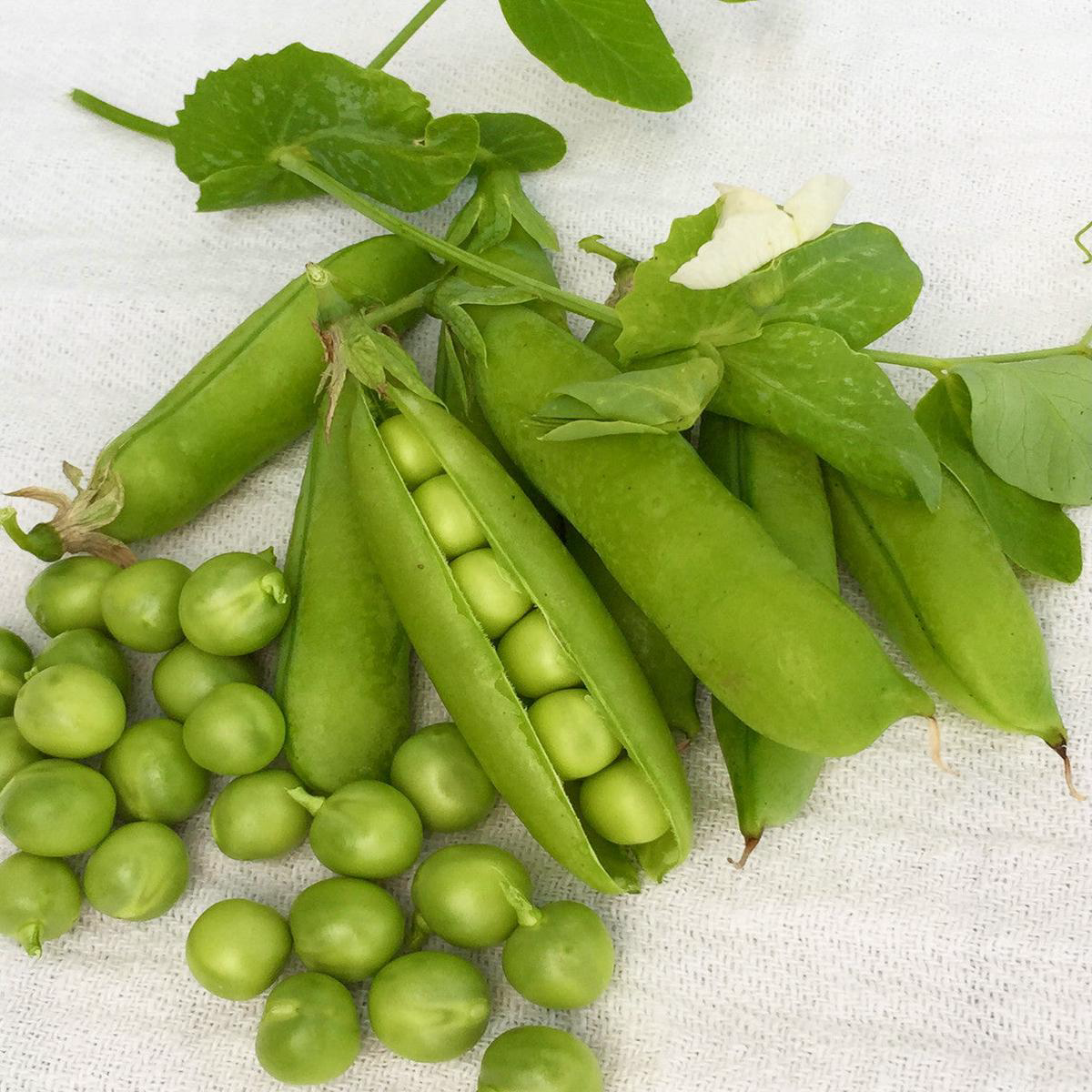 Extra Early Pedigree Pea (Pisum sativum)