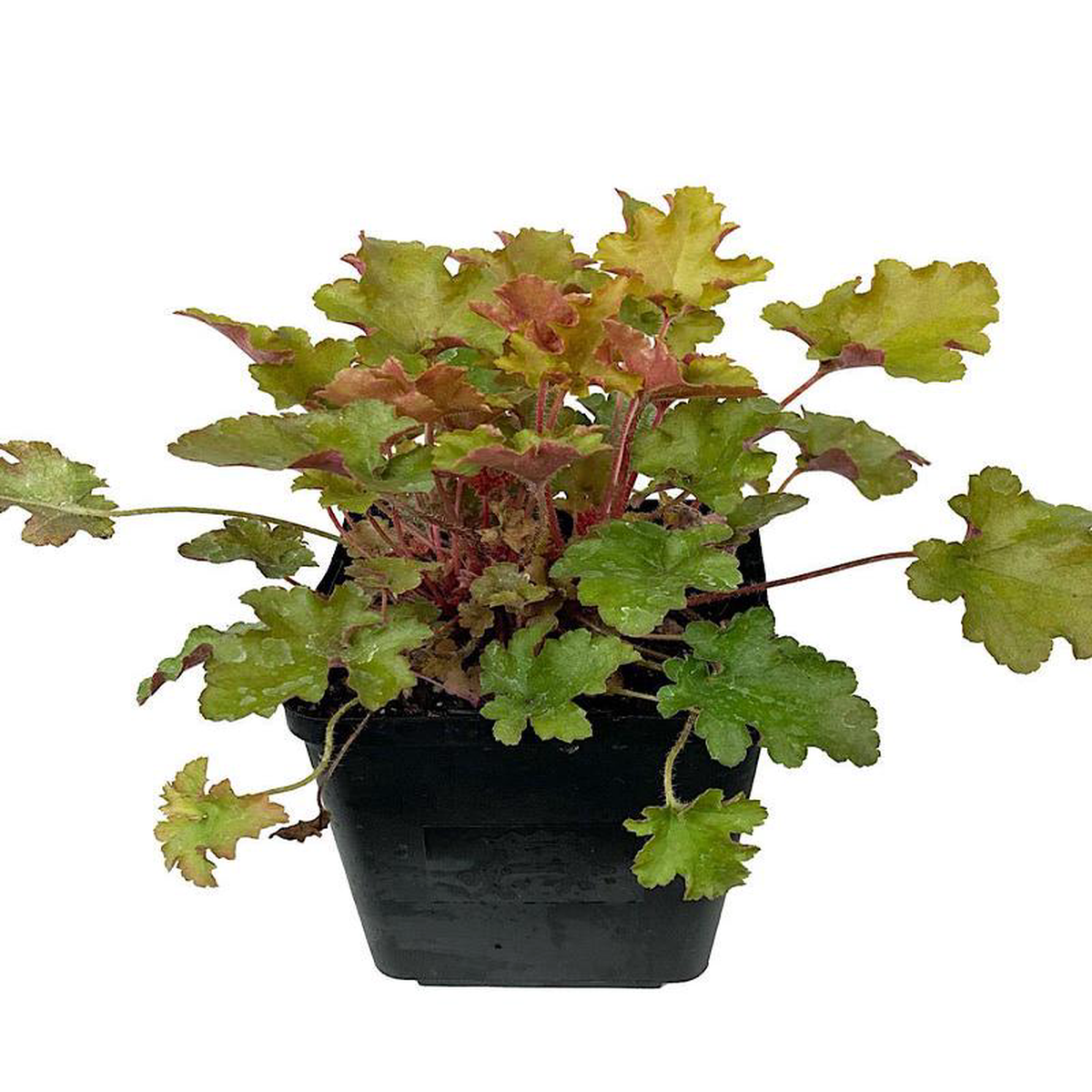 Heuchera 8216September Morn8217 Quart