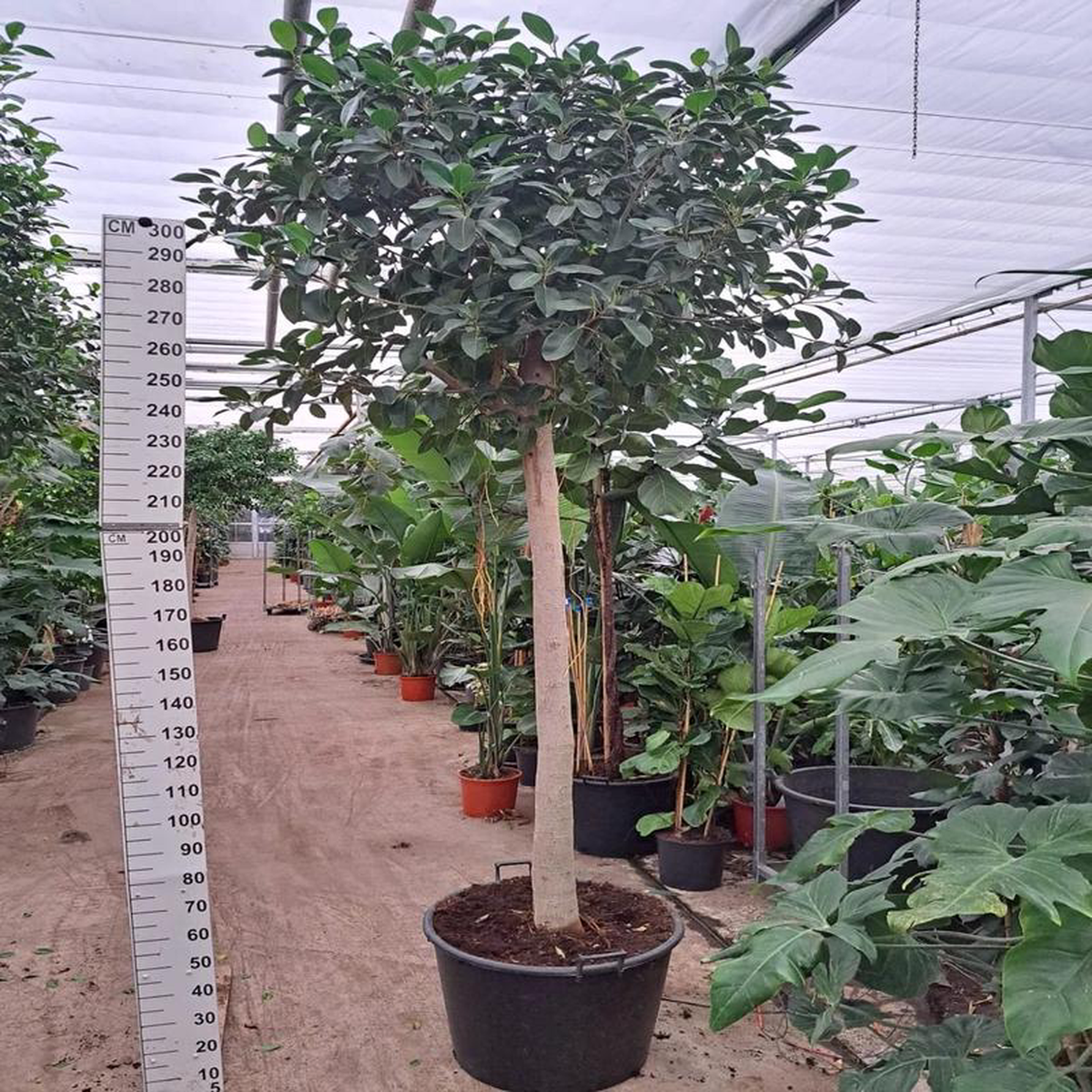 300 8211 320cm XXL Ficus Rubiginosa Australis 75cm Pot House Plant