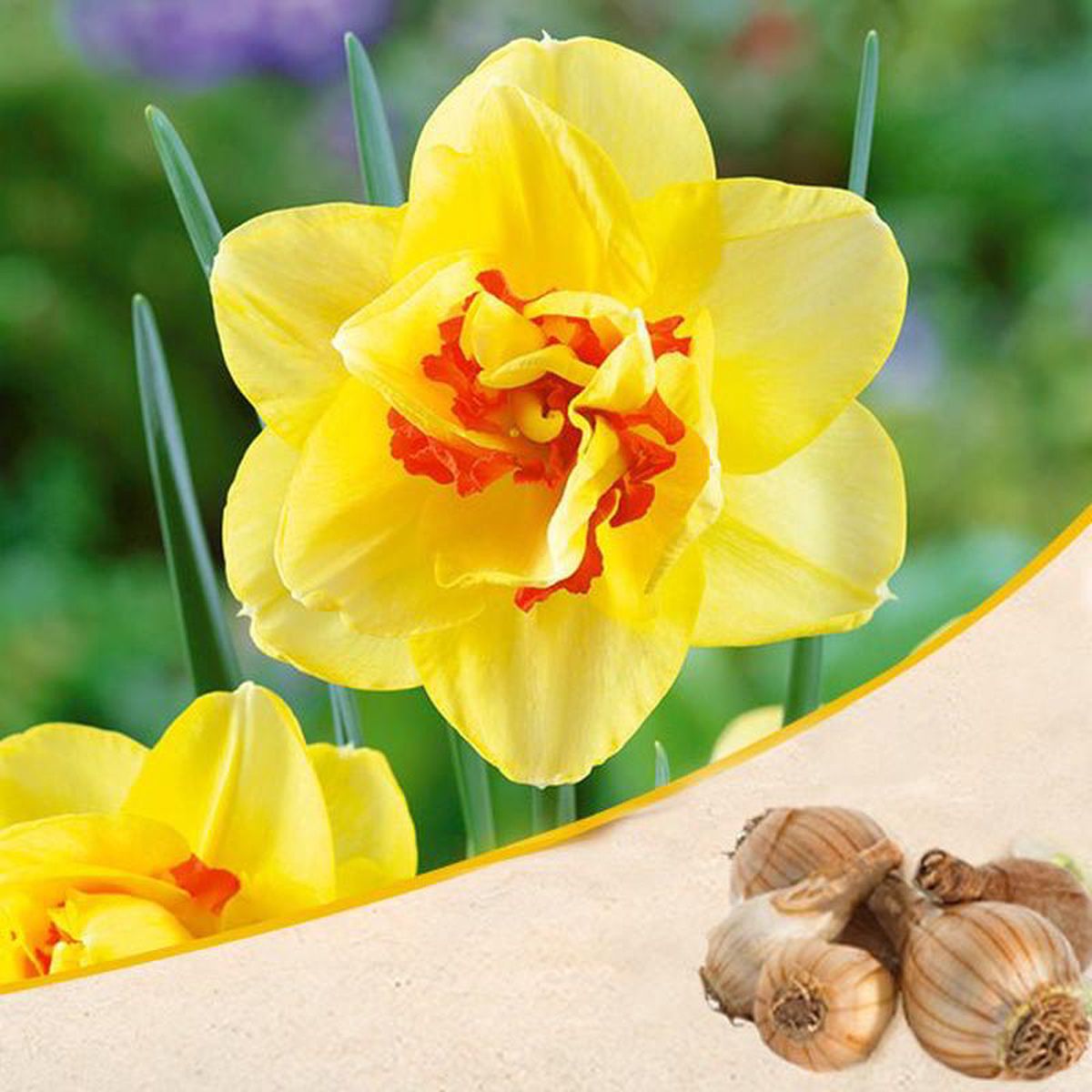 Daffodil Tahiti (Yellow Orange) 8211 Bulbs Set of 3