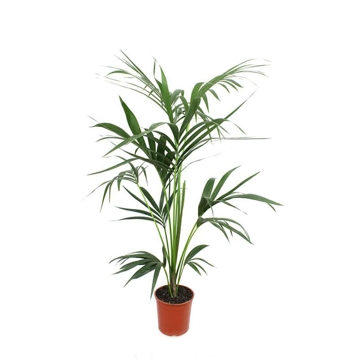 Kentie Tripple 140-160cm in Pot 22cm