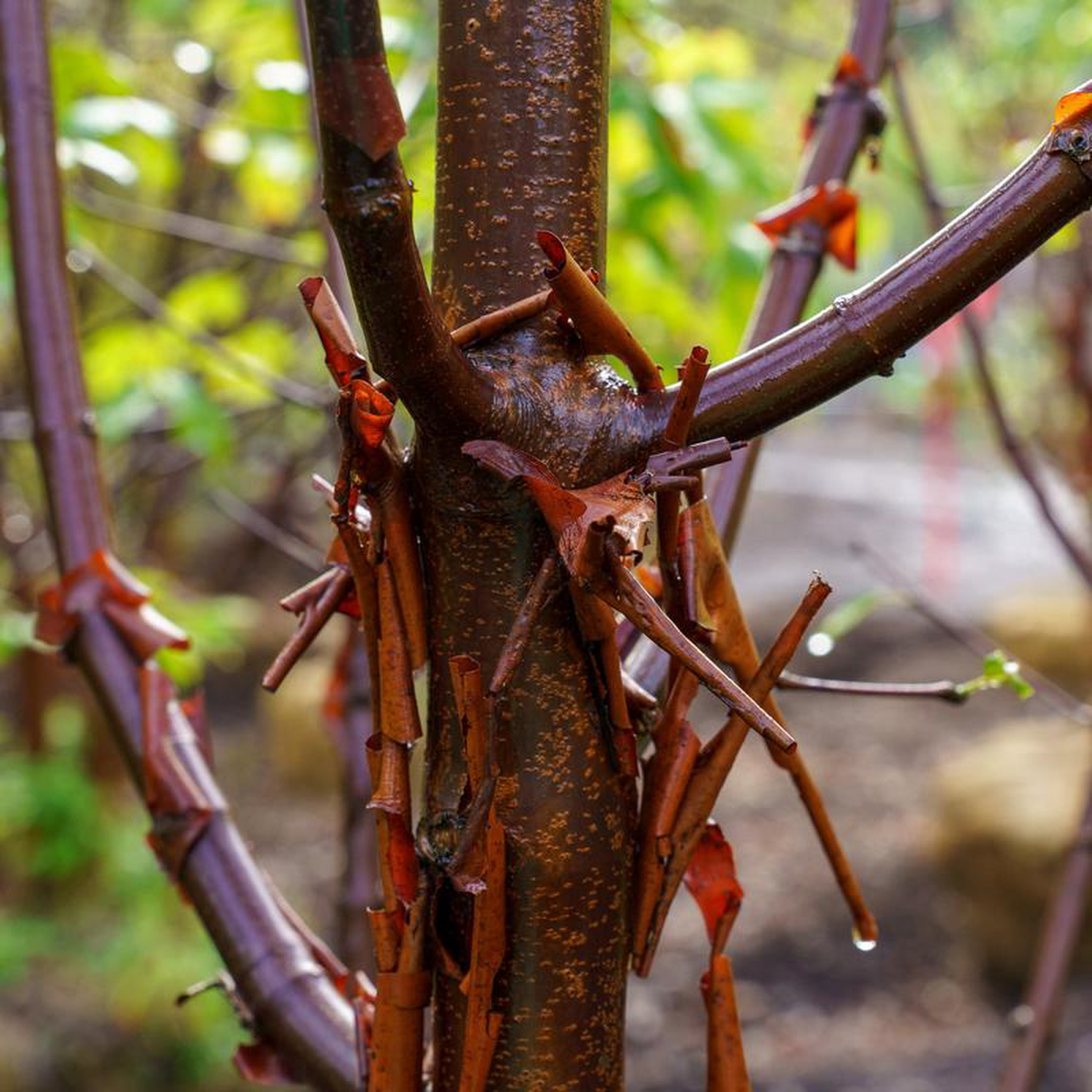 Paperbark Maple 2 inch B038B