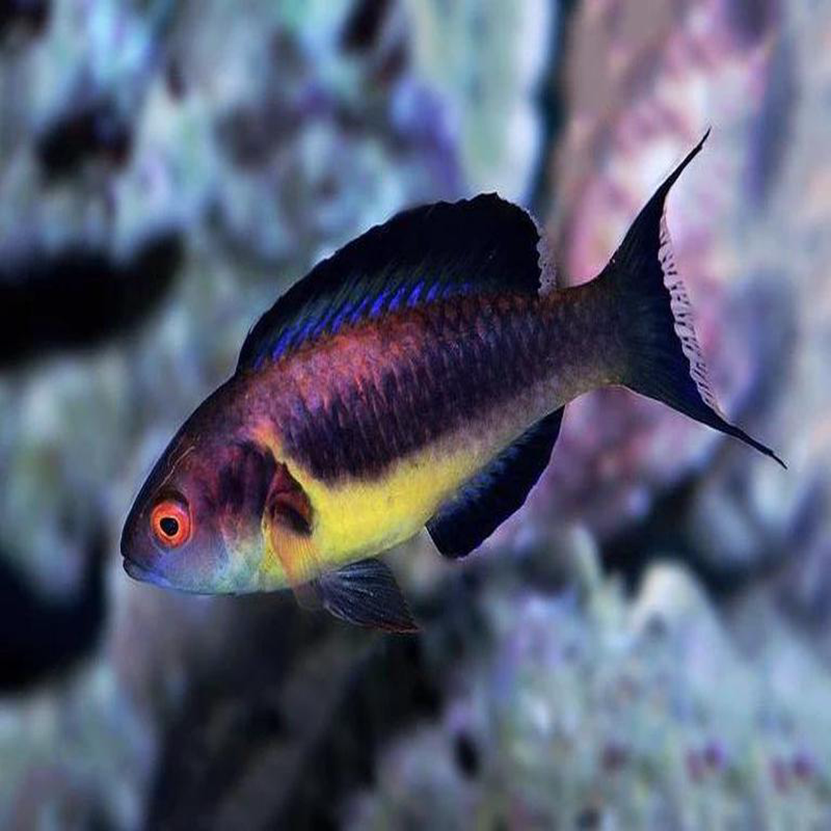 Brunneus Fairy Wrasse