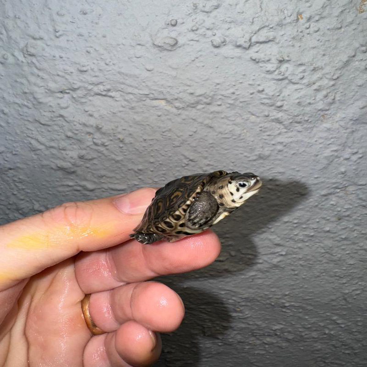 Hi White Concentric Diamondback Terrapin 2024 24 (Malaclemys terrapin) Temp Sexed Female