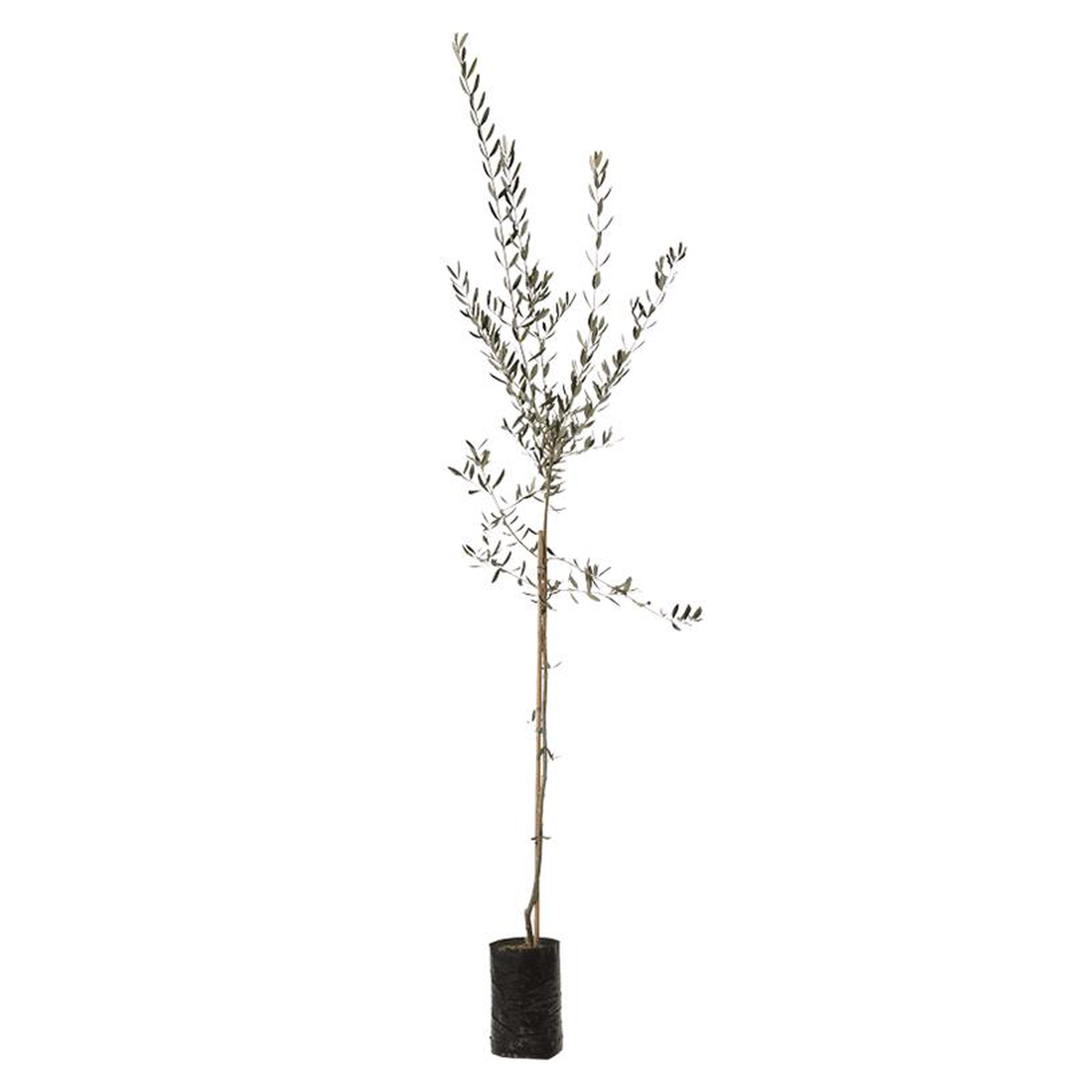 Olive Tree Cipressino in Fit