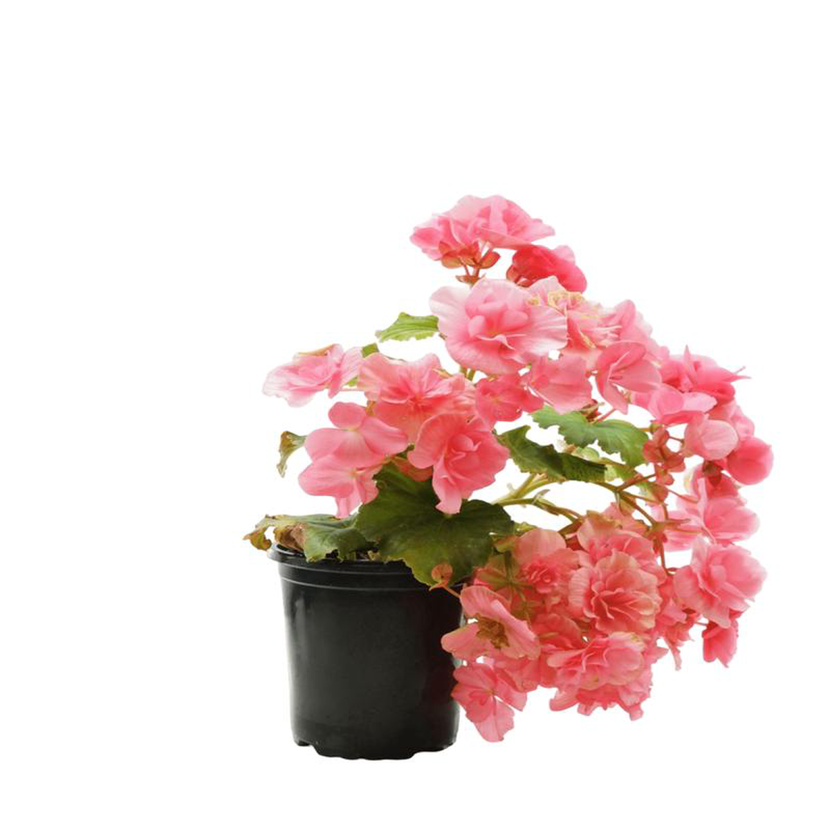 Solar Begonia Salmon 5 Inch