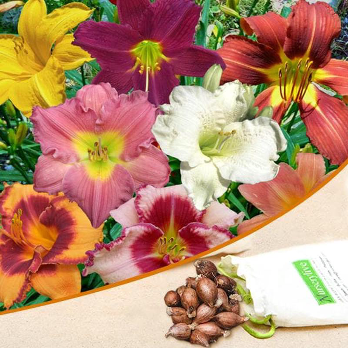 Hemerocallis Day Lily Hybrid (Random Color) 8211 Bulbs (set of 5)