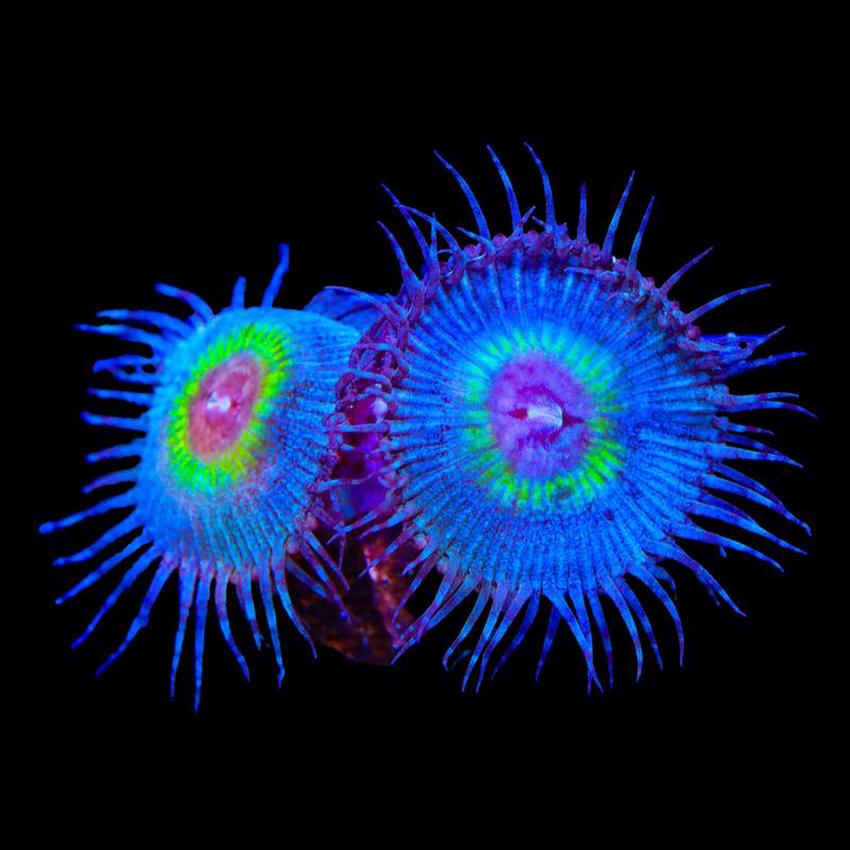 TSA Peacock Palythoa Coral