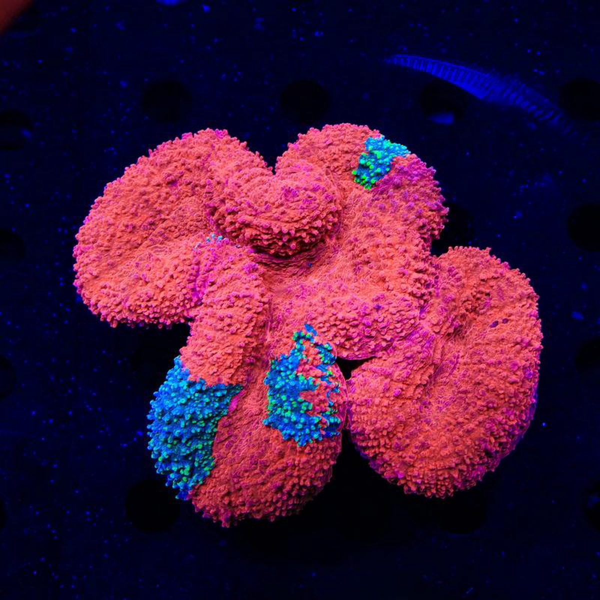 Superman Lobophyllia Coral