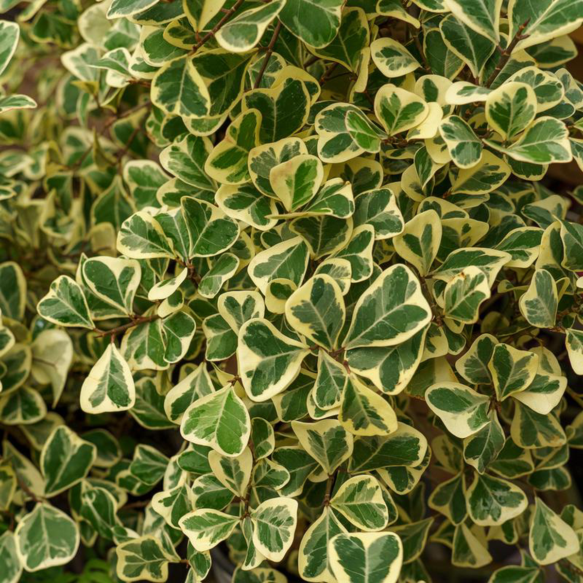 Variegated Triangle Fig 4 inch Pot