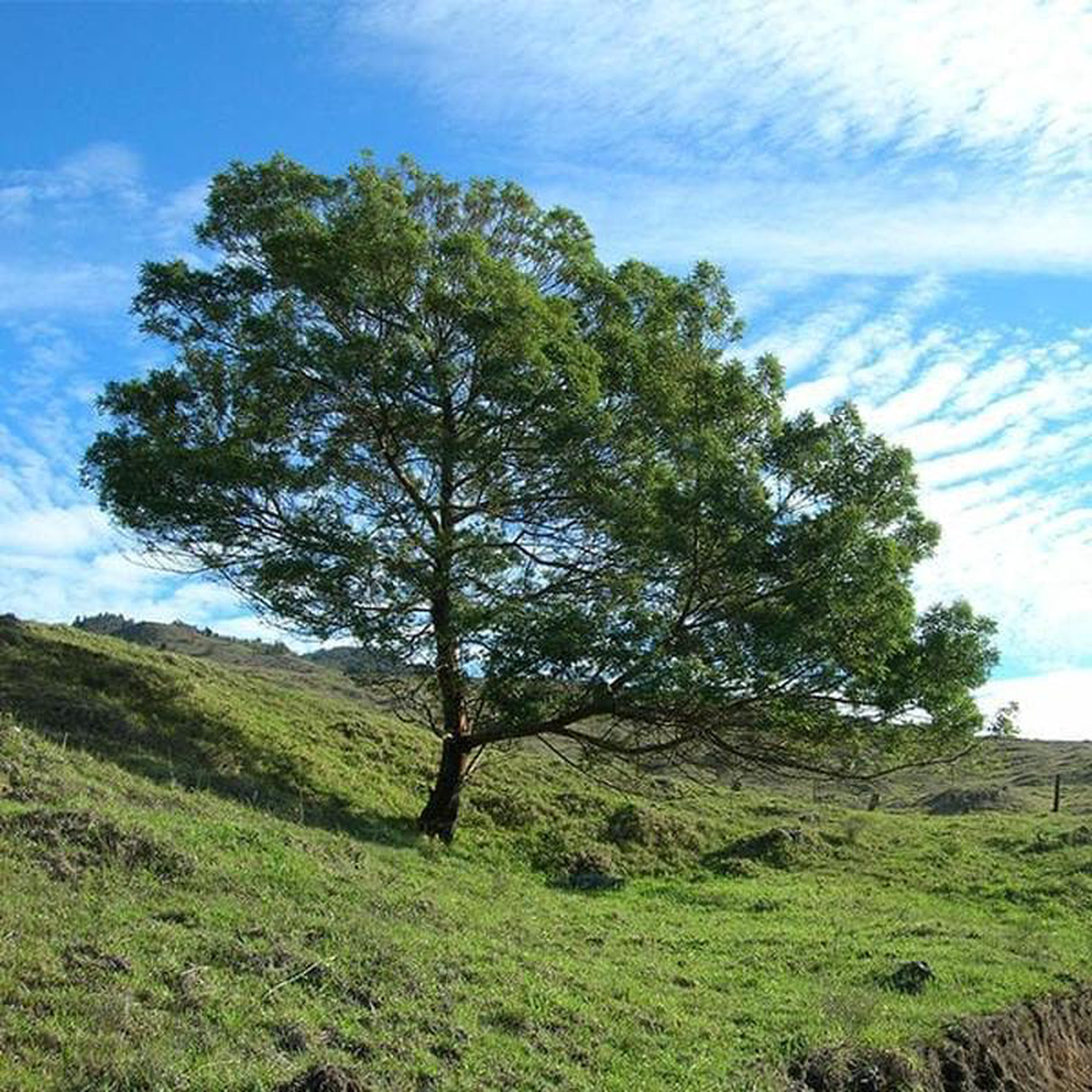 Acacia Mearnsii Black Wattle 8211 05 kg Seeds