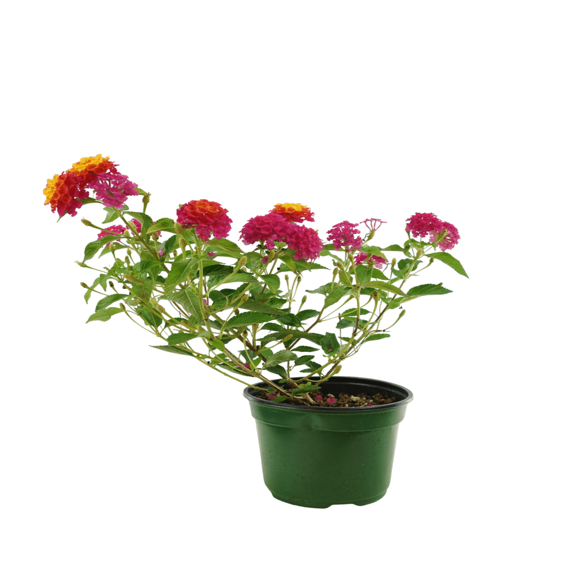 Lantana 8216Landmark Sunrise Rose8217 6 Inch