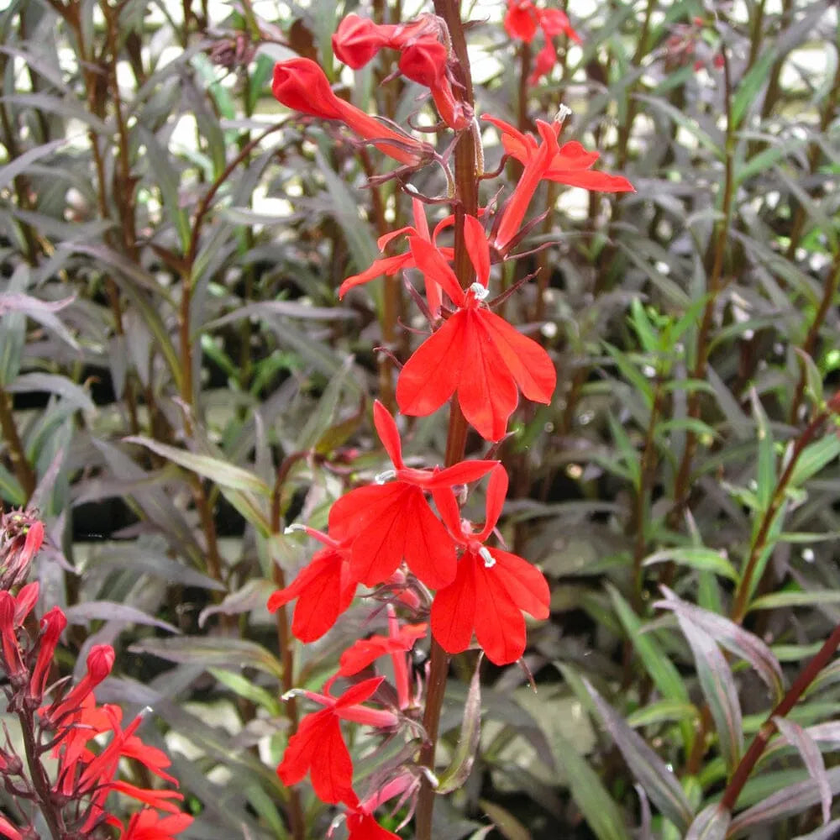 Lobelia Fulgens Queen Victoria Aquatic Pond Plant 8211 Queen Victoria Flower 3ltr Pot Size