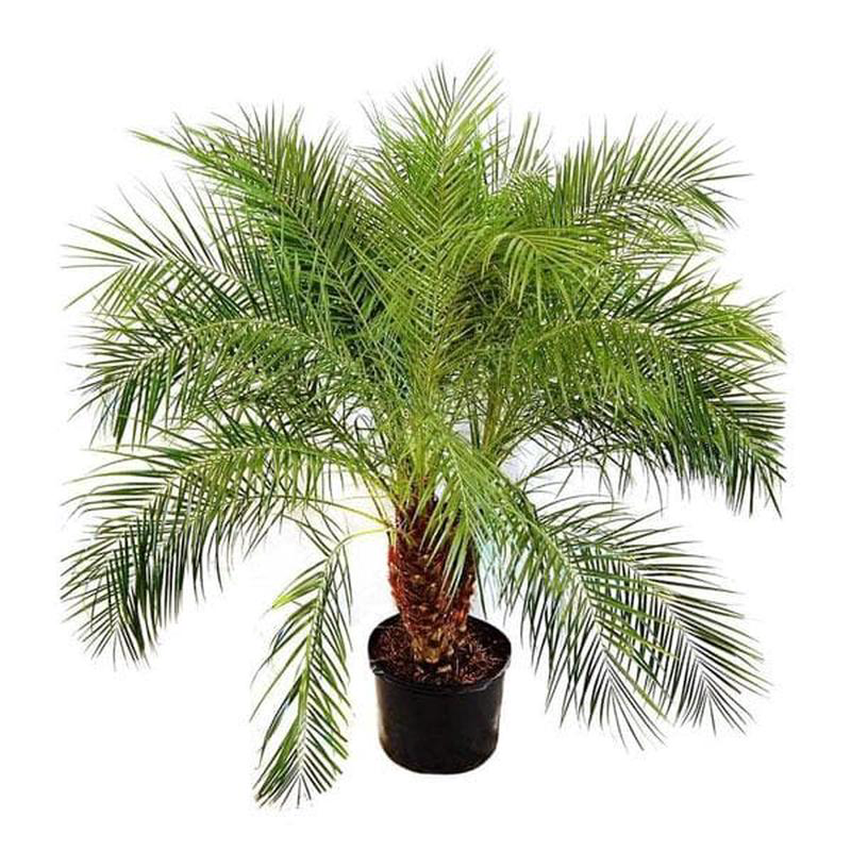 Pygmy Date Palm Phoenix Roebelenii Palm 8211 Plant