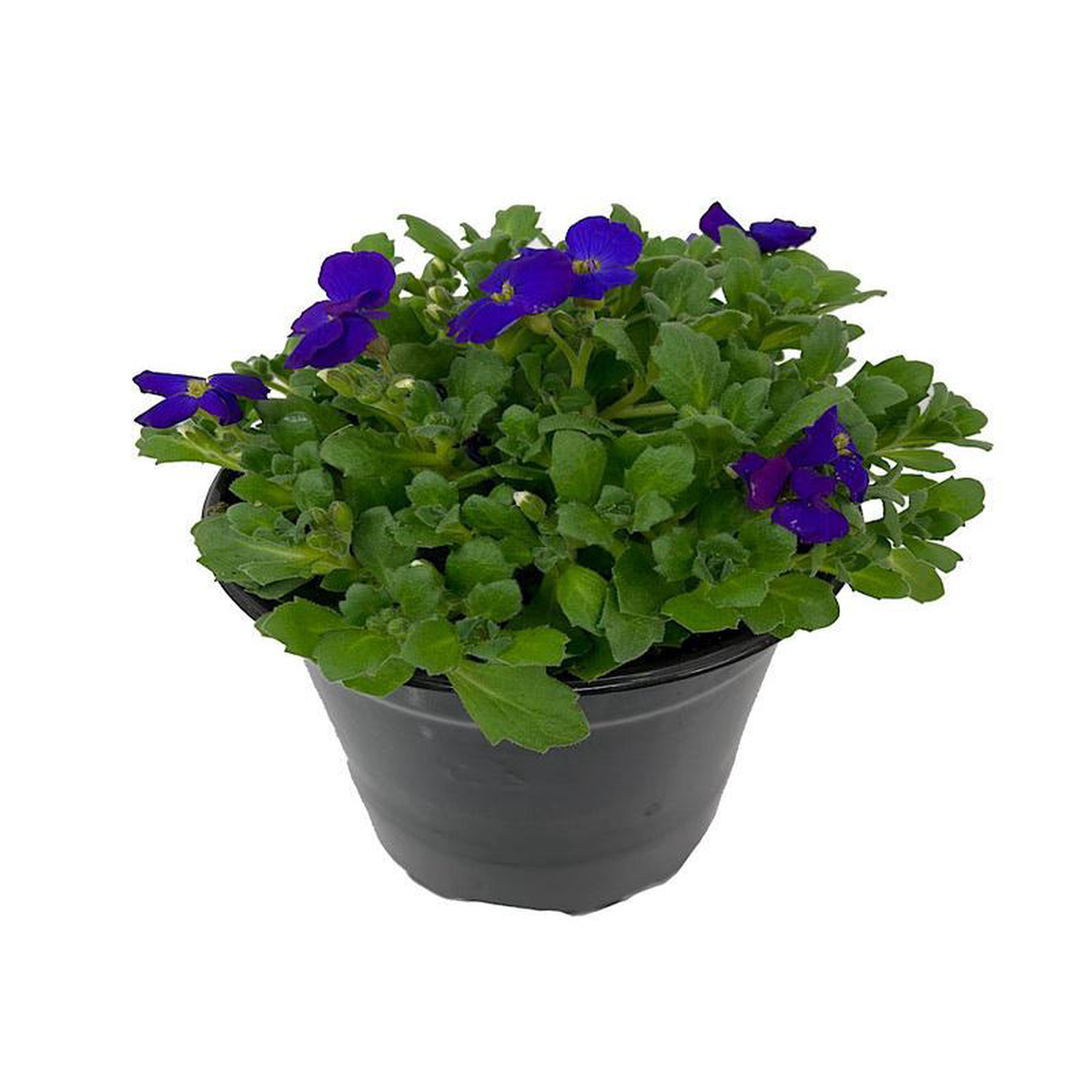 Aubrieta 8216Axcent Deep Purple8217 Quart
