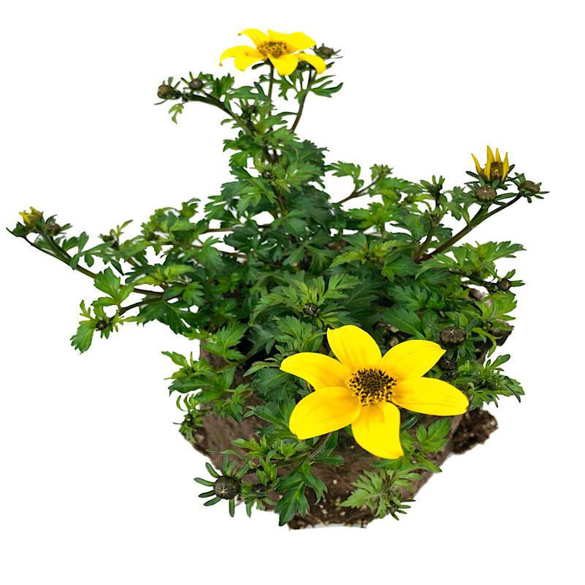 Bidens 8216Beedance Yellow8217 4 Inch