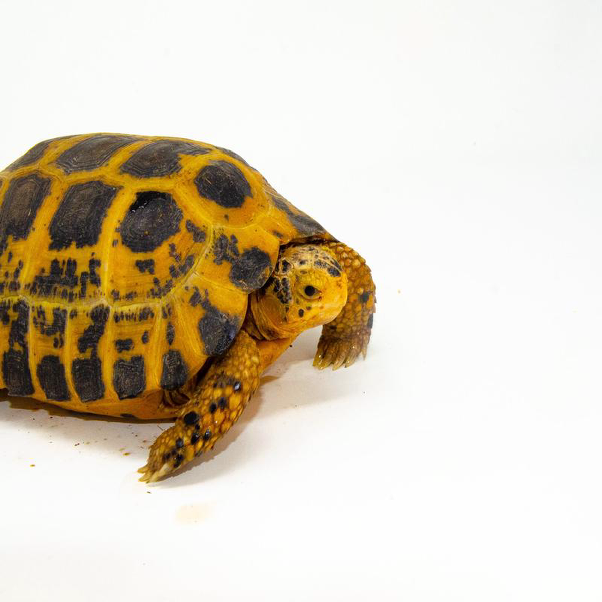 Forstens Tortoise Adult (10-12 inch) (Indotestudo forstenii) Female FTAF2