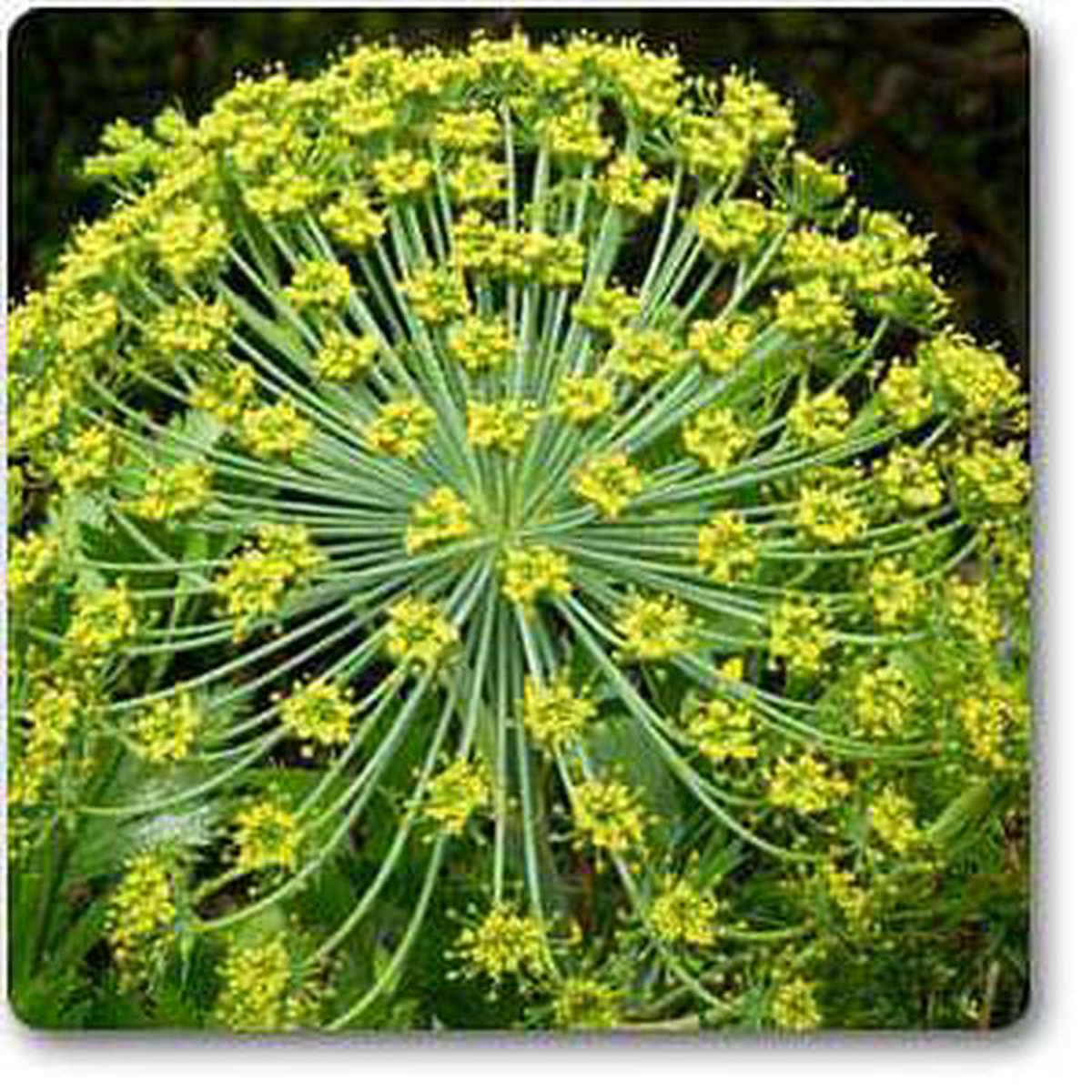 Galbanum 8211 Plant