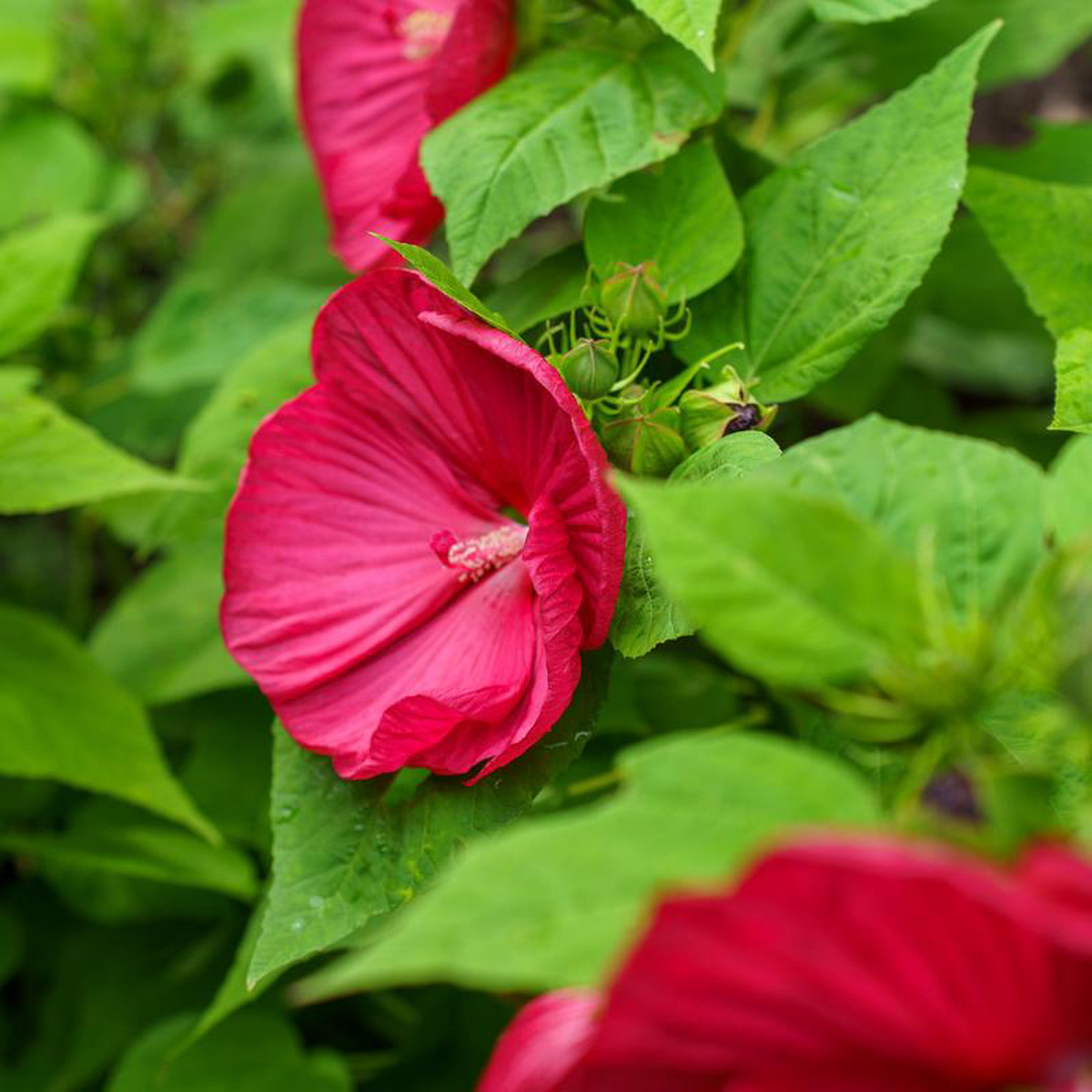 Luna Red Hibiscus 4 Quart