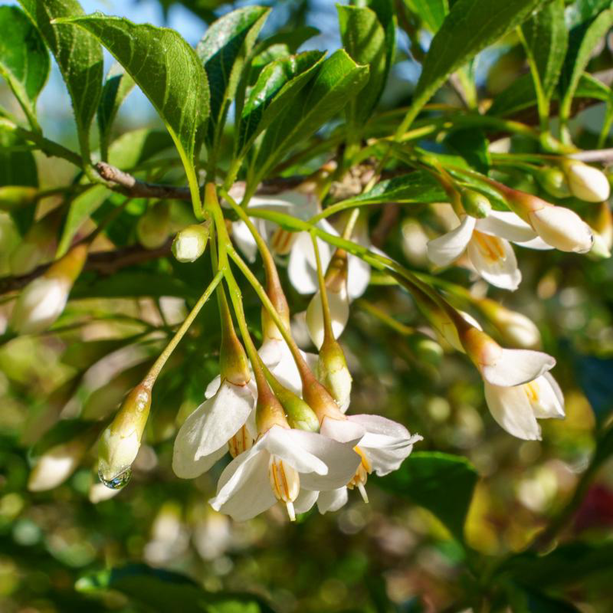 Marley8217s Pink Japanese Snowbell 7 foot B038B