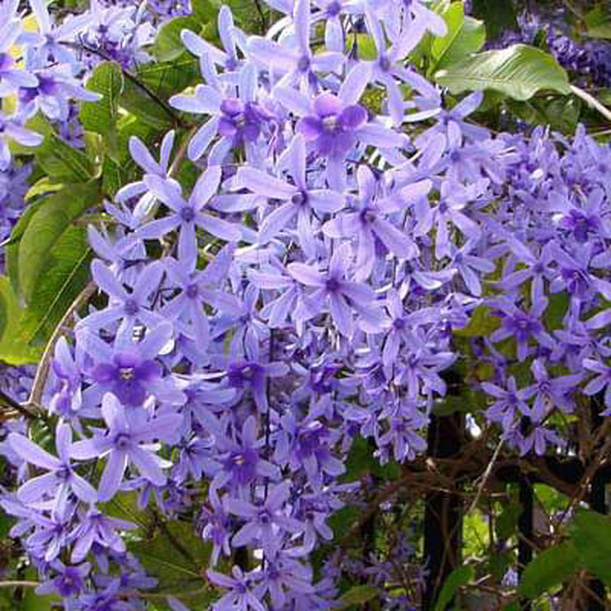 Petrea volubilis 8211 Plant